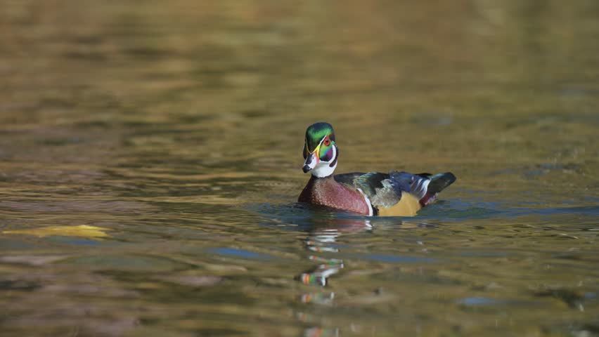 A male wood duck in a creek