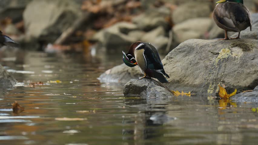 A male wood duck in a creek