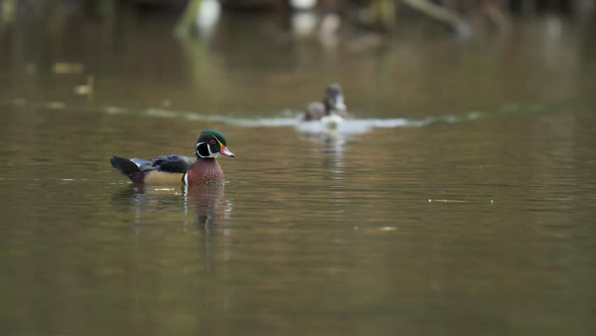 A male wood duck in a creek