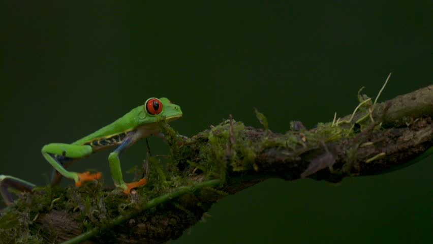 Red-eyed tree frog in Costa Rica 