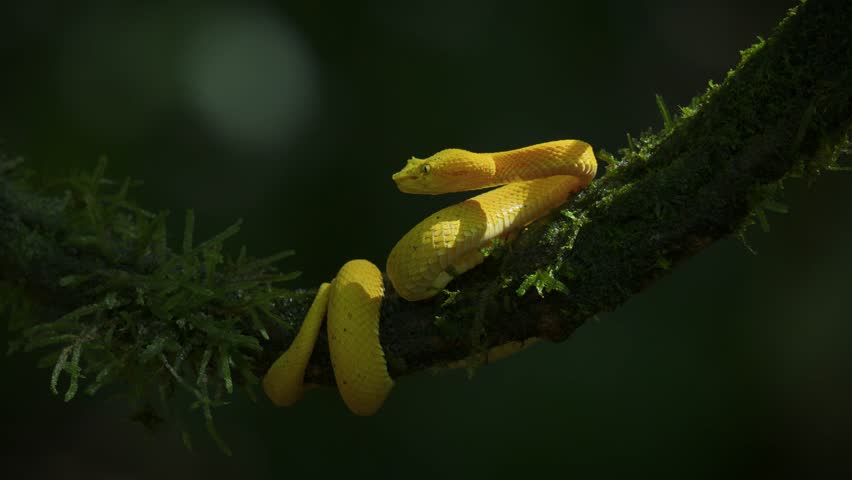 An eyelash viper in Costa Rica 
