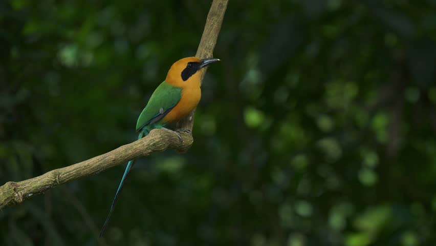 A motmot in Costa Rica 