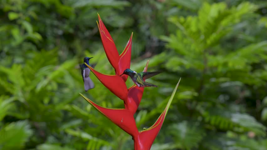 A hummingbird in Costa Rica 