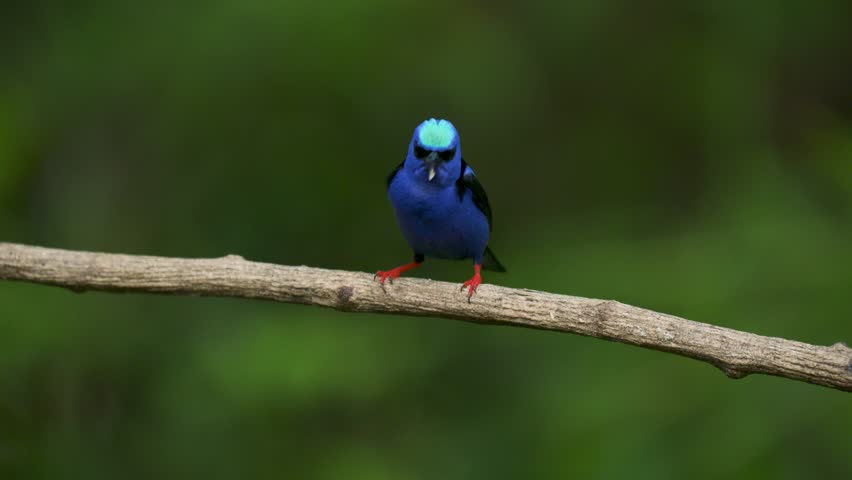 A kingfisher in Kenya, Africa 