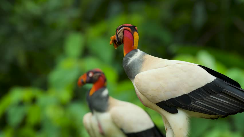 King Vulture in Costa Rica 