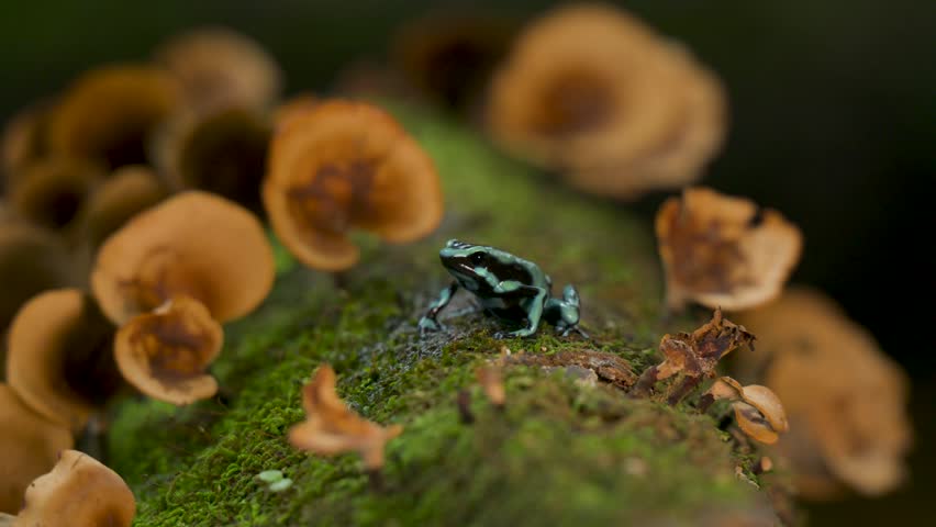 Poison dart frog in Costa Rica 
