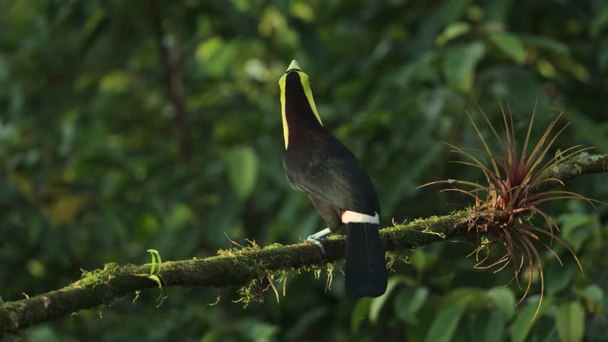 Toucan in the rainforest of Costa Rica 