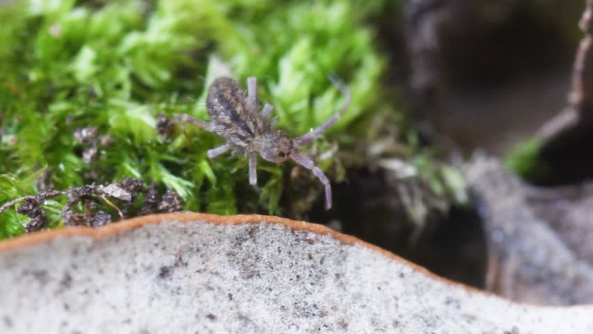 springtail in Elba island, Orchesella sp., collembola,   springtail, insect, small, on the ground, Elba Island, Livorno, Italy