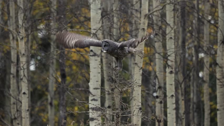 Great gray owl hunting in flight