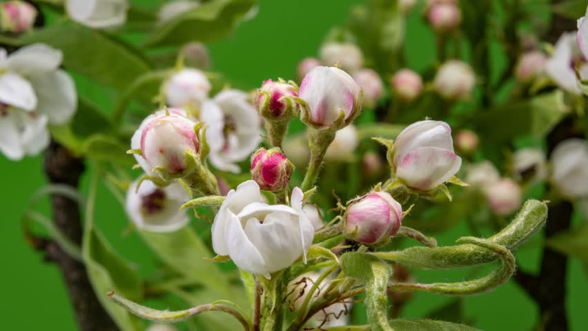 White Flowers Blooming Gently on Fruit Tree Branch, Closeup Time Lapse