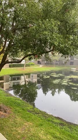 A still pond with algae and lily pads reflects surrounding apartments and trees. Morning haze creates a calm residential landscape.
