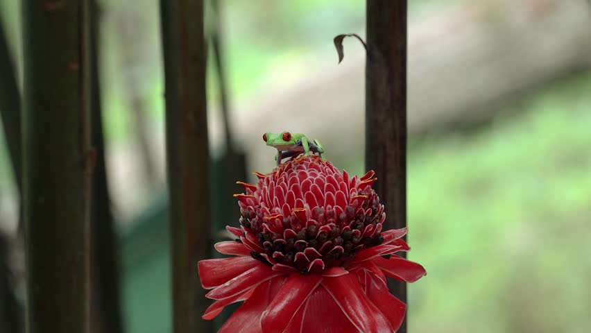 Red-eyed tree frog in Costa Rica 