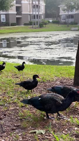Several Muscovy ducks search the grassy shore beside a lily-covered residential pond. Reflections of apartments and palm trees shine on the still water in soft morning light.