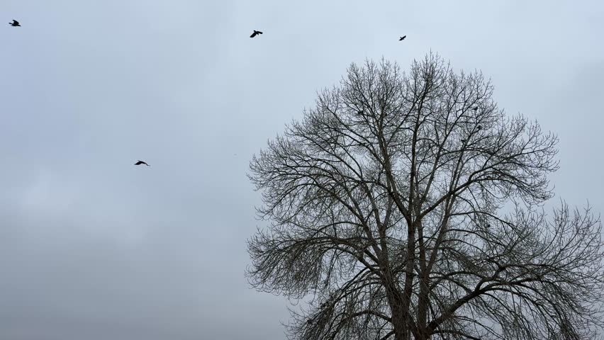Birds flying in the foggy sky and bare tree.