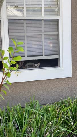 Three small dogs look out and bark from a low apartment window behind white shutters. A tree trunk and fresh green leaves frame the cozy residential scene.