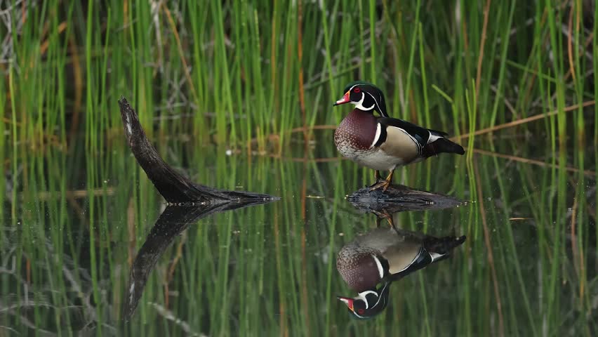 A male wood duck in a creek