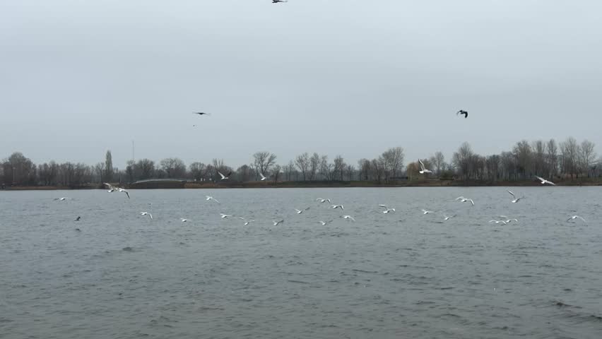 Seagulls flying over river in moody sky.