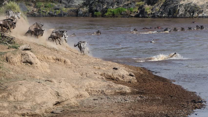 The great wildebeest migration in the Maasai Mara