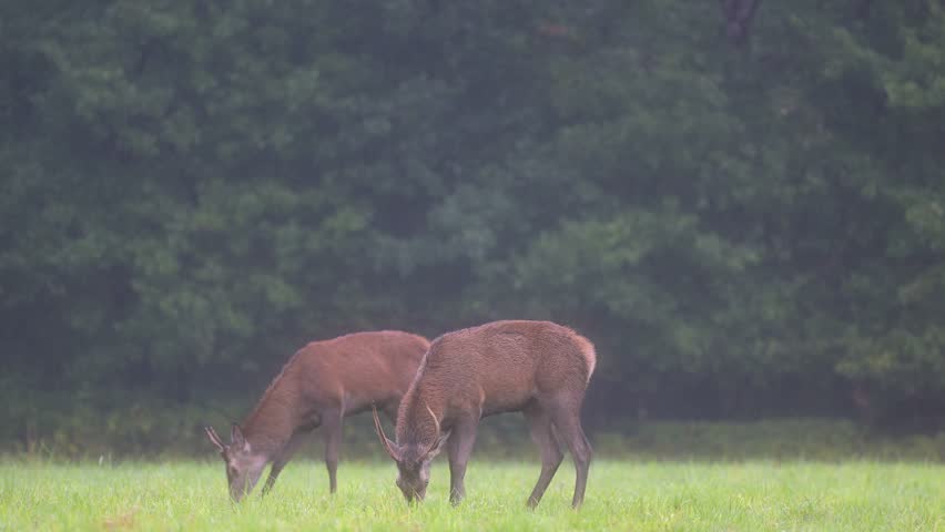 Youngs Red deer brockets walking and eating grass in a plain in light rain and listening to a stag bellowing in the distance during the rut. Cervus elaphus, Loiret 45, région Centre, France, Europe