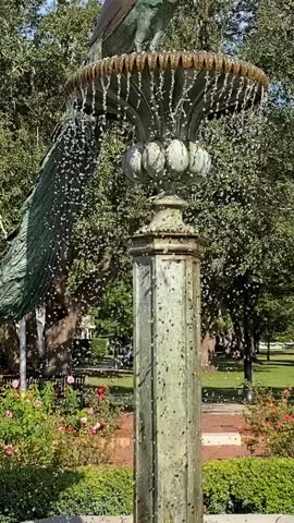 A bronze peacock statue crowns a classic fountain with streams of water and bright droplets. Roses, trees, and green shrubs surround the peaceful park landmark.