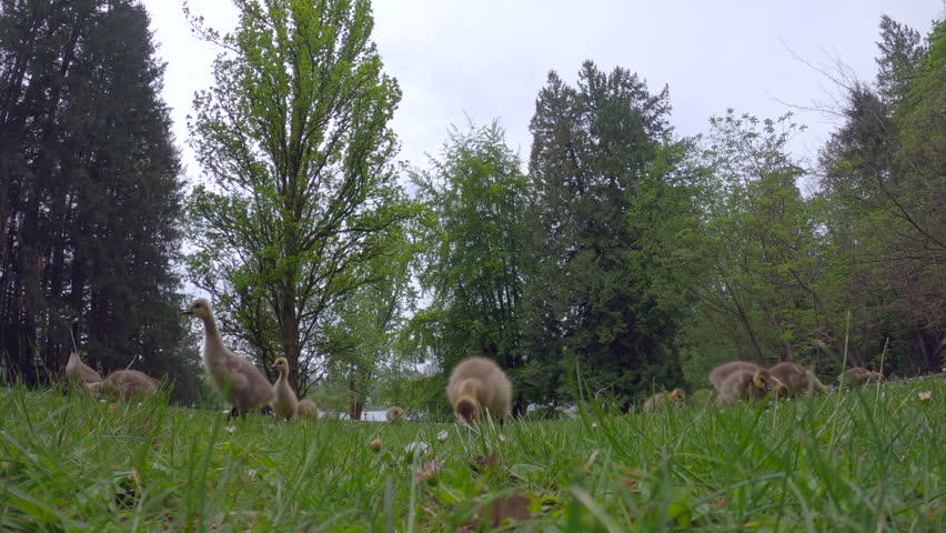 Canada Goose Goslings Feeding on Grass 4K UHD.A Canada Goose protecting goslings feeding on grass on a grey day. 4K UHD.
