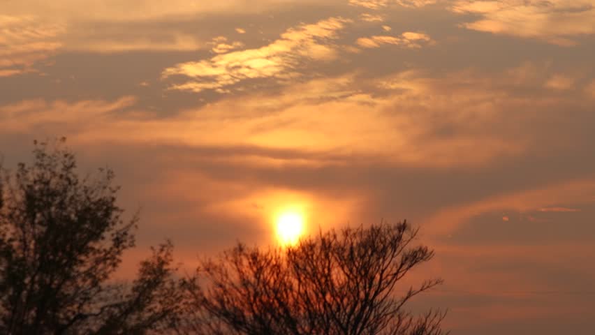 Intense sun flare through dark branches. Dramatic, vibrant red and orange sunlight behind the trees. 4K clips.