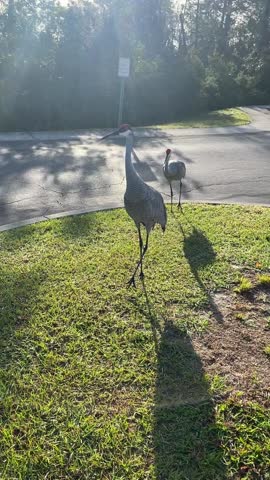Two sandhill cranes stand on a sunny suburban curb with long shadows. Morning light filters through trees behind the birds.