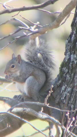 Wild Squirrel Eating on a Late-Autumn Branch 