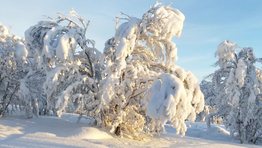 Winter landscape with snow and frost covered trees and bushes on a sunny frosty day.