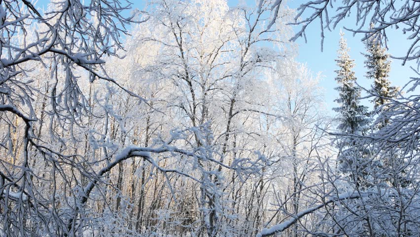 Winter landscape with snow and frost covered trees and bushes on a sunny frosty day.