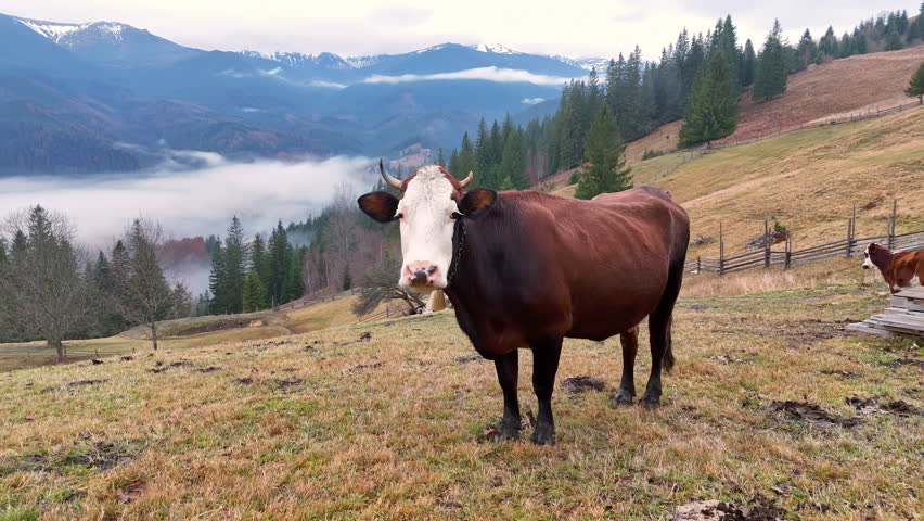 Brown and white cow standing on the green grassy hill in the mountains, grazing on the pasture with beautiful foggy valley landscape background