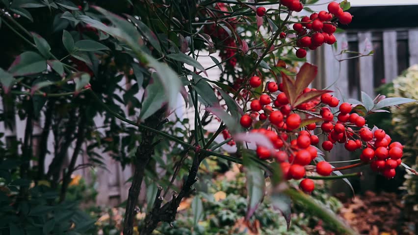 bright red berries growing on leafy branches in a lush backyard garden during a cool autumn day