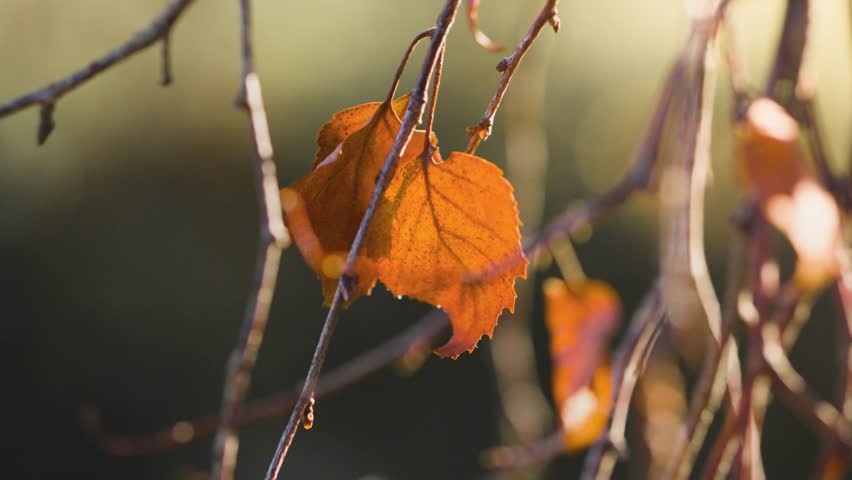 Orange autumn leaves, fall nature scene