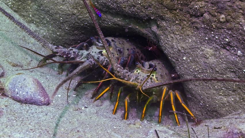 Spiny lobsters on the lookout for predators