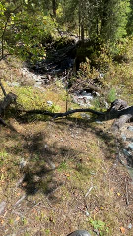 A beautiful landscape of a fast turquoise mountain river among rocks and a fir forest running among rocks against the background of peaks with glaciers and snow.