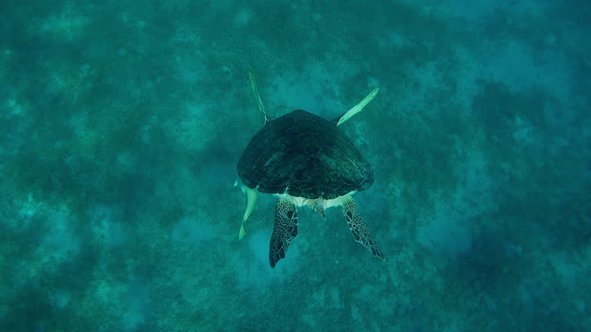 Top view of sea turtle swimming down to seabed in sunny day, Slow motion of Great Green Sea Turtle, Chelonia mydas swims in the sea