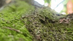 Upward View of Textured Tree Bark Covered with Vibrant Green Moss in Close Up Macro Focus with Bokeh - Powered by Shutterstock - Get 15% off with code: PIKWIZARD15