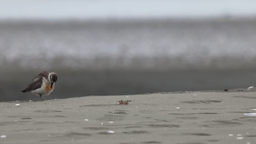 Dotterel Bird of New Zealand which is endangered video on the beach