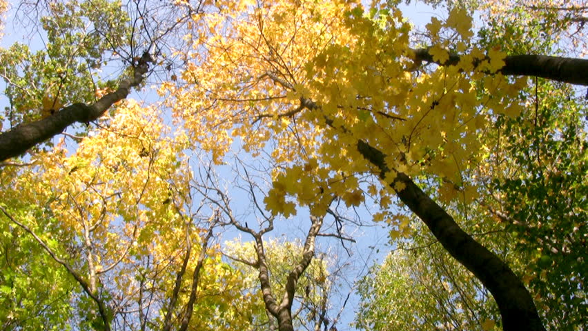 Autumn. Clear, sunny weather. Breeze. Deciduous forest. Bottom View on the