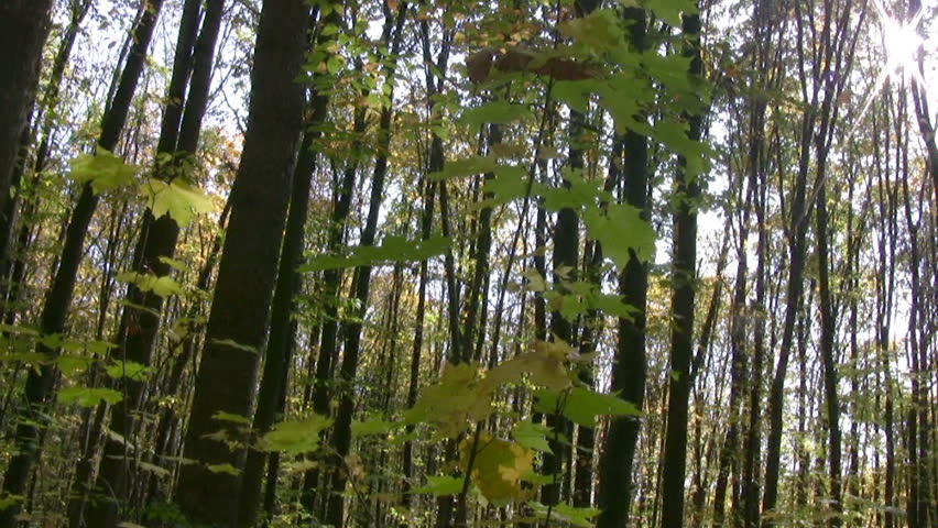 Sunny weather. Autumn forest. A lot of maples. Yellow leaves. The sun is shining