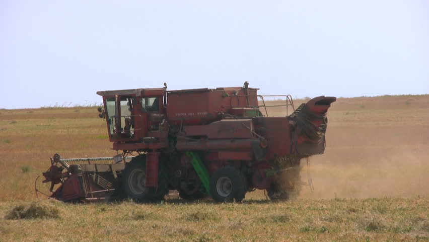 Harvester in field pea. Summer. Heat. Dry stubble