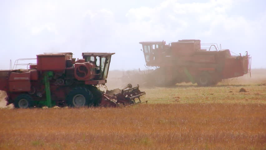 Two combine harvest head on against a background of yellow fields and sky. Heat.