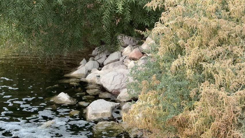 Common Sandpiper Bird Walking on Rocks by the Lakeshore. 