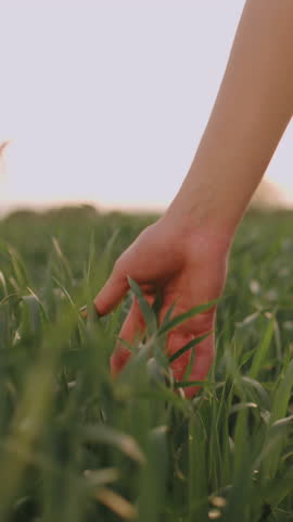feminine hand caressing dewy grass blades morning sun slow motion mindfulness in nature