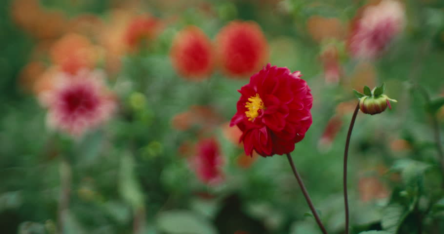 Close-up of a vibrant red dahlia flower with yellow center, blooming in a garden. Bright petals stand out against a colorful blurred background of flowers