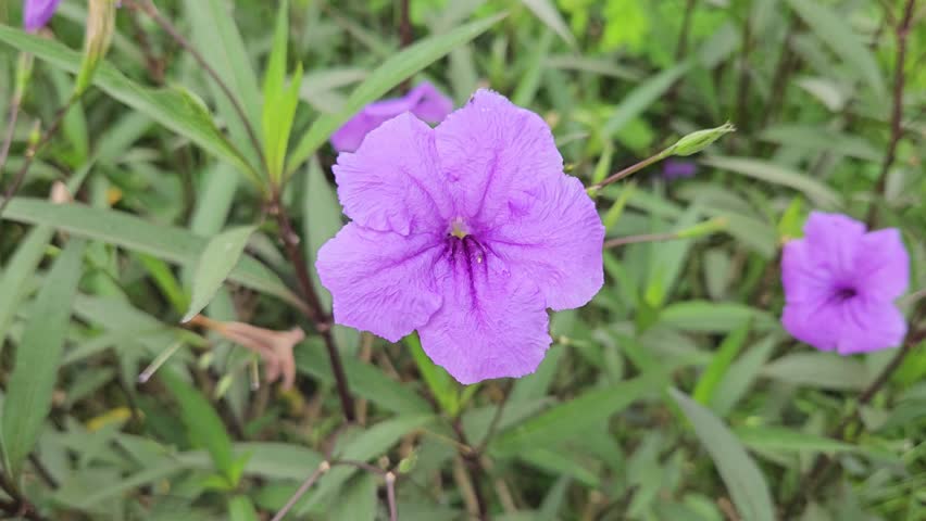 Purple kencana flower, or Ruellia simplex. This ornamental plant is known for its brightly colored flowers and is easy to grow in tropical climates. 