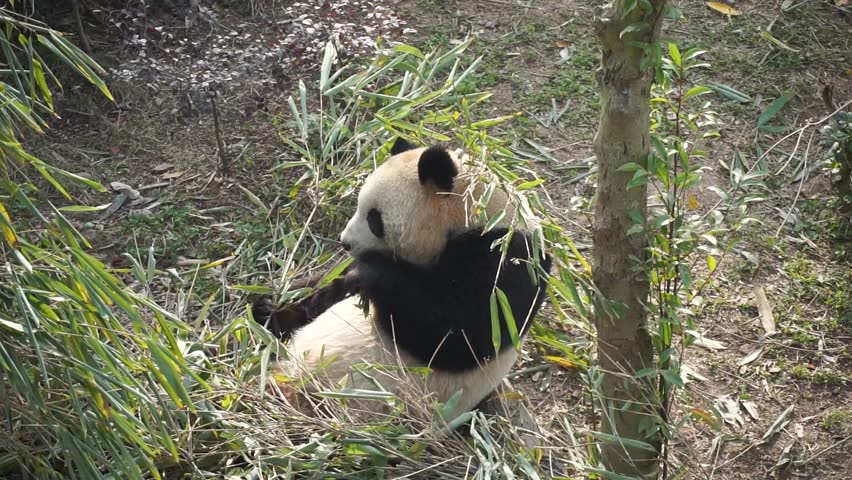Giant panda sitting comfortably on log, holding bamboo branch, stripping leaves and chewing while at Chengdu Research Base, China