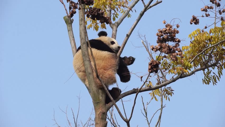 Giant Panda sleeping in a tree in Chengdu China
