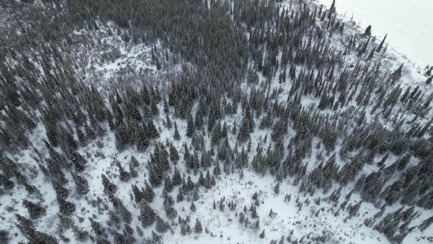 An aerial shot pans up from a dense pine forest to reveal the vast, frozen Kathleen Lake and majestic King
