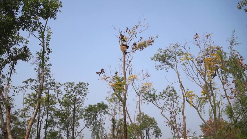 Giant panda resting and sleeping at the very top of a tall tree with clear blue sky behind, Chengdu Research Base China daytime
